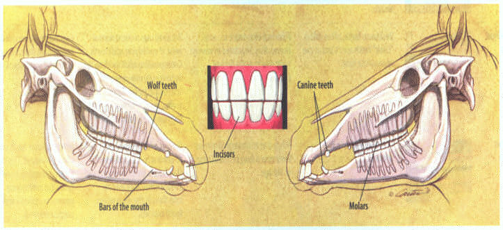 Diagram of Equine Dental Facts